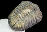 Pedinopariops Trilobite - Beautiful Shell Coloration #71282-7